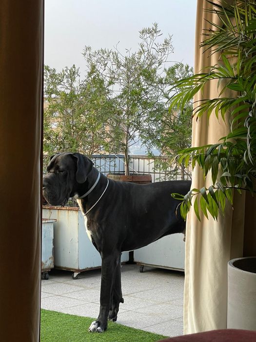 Dogue Alemao Preto Macho