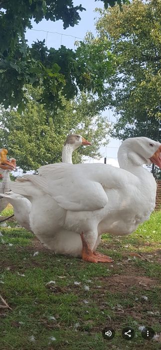 Chołmogory jaja legowe