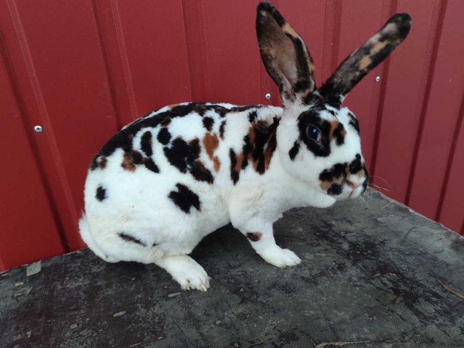 Rex trójbarwny samice