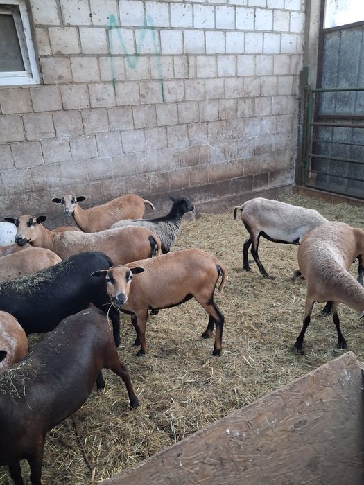 Owce kamerunskie i mix dorper