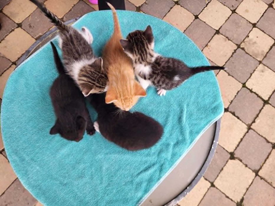 Kot/Kotki do adopcji