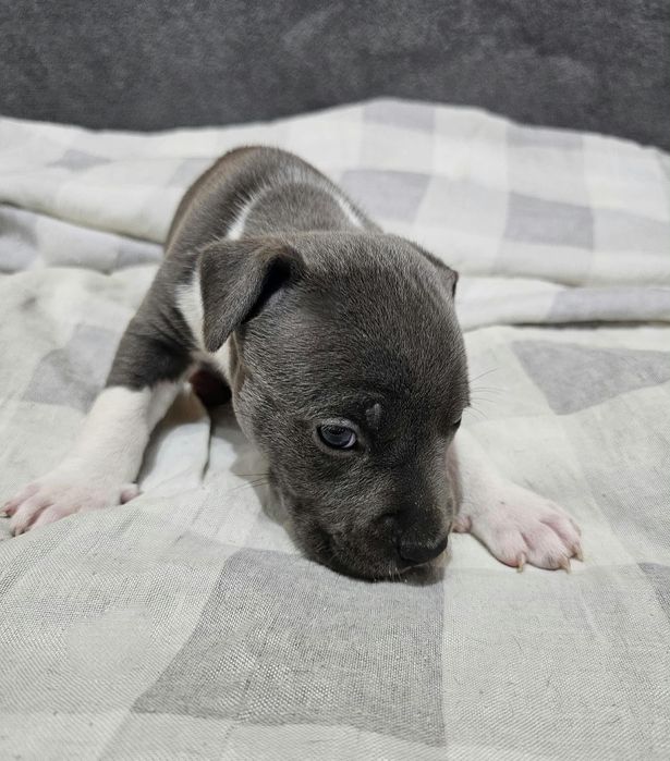 American staffordshire terrier Amstaff