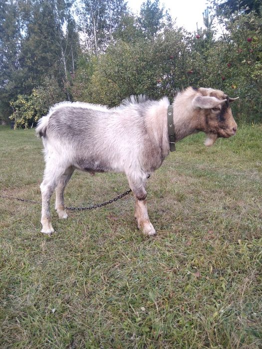 Племінний, "безрогий", молодий цап.