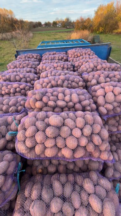 Продам картоплю белла роса та княгиння