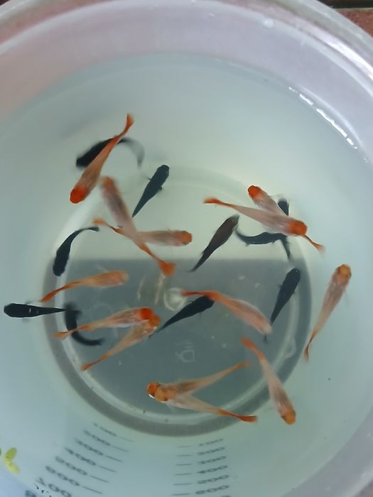 Молінезії , Гуппі, Анциструси.