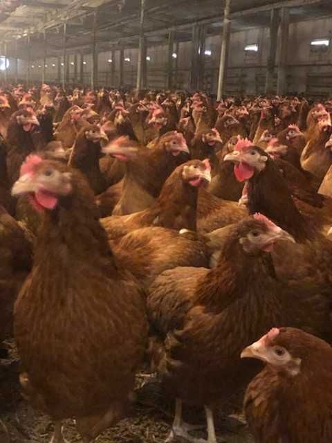 Kury nioski rewelacyjne na wybieg