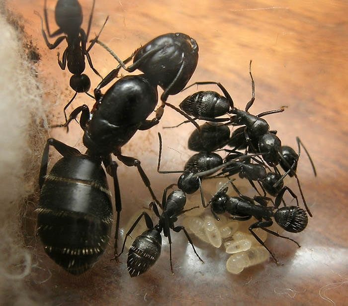 Camponotus vagus 2026|мурахи