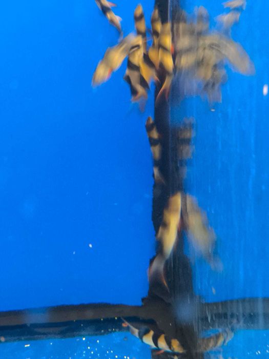 Botia palhaço \ Chromobotia macracanthus