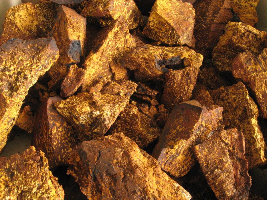 Mocny Bezalkoholowy  Ekstrakt Czaga,Chaga,Błyskoporek Podkorowy .550ml Full Spectrum
