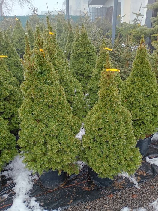 Świerki CONICA i gniazdkowe