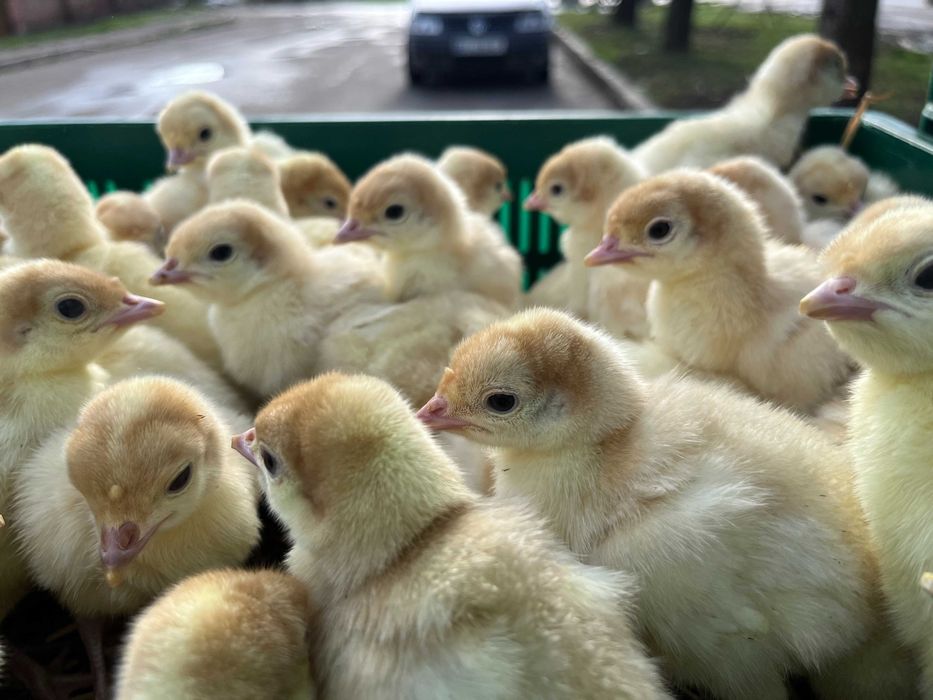 Біг 6 якісний індик важкого кроссу Венгрія