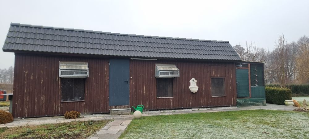 Gołębnik  lotowy