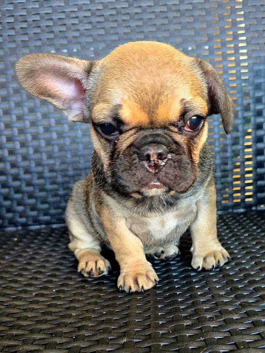 Bulldog francês Fêmea cor Sable
