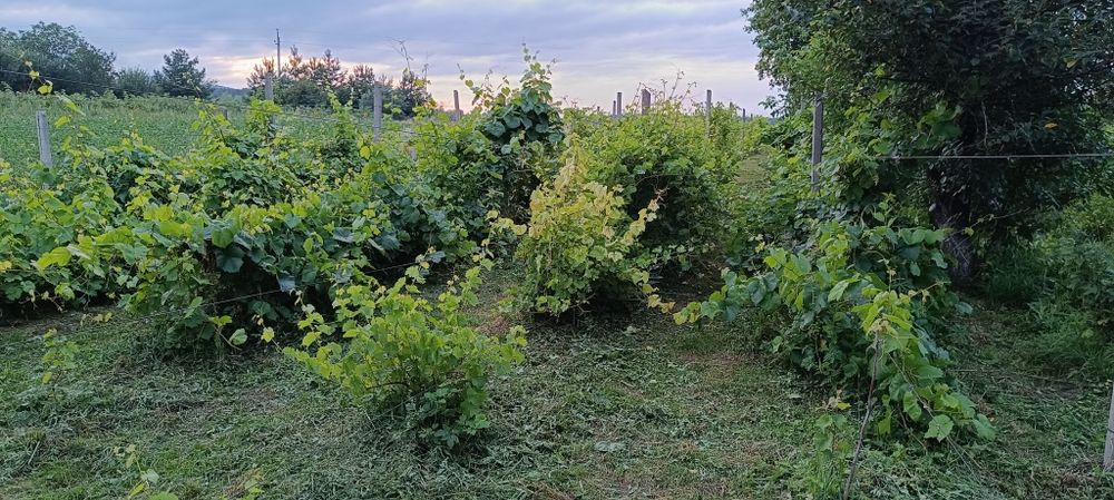 саджанці винограду