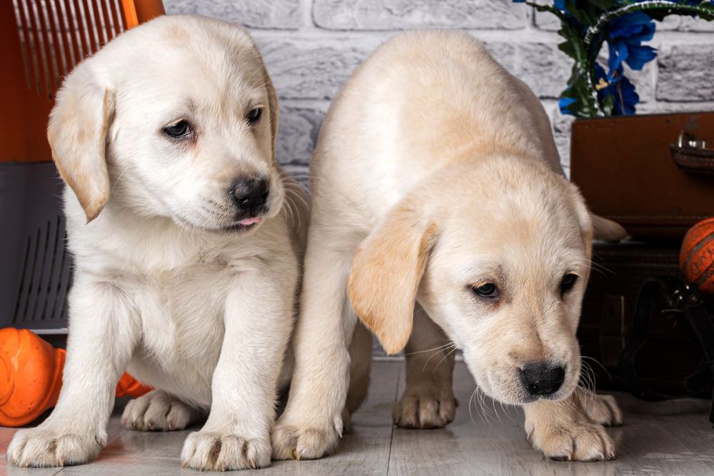 Цуценята розплідника Лабрадор Ретривер з документами