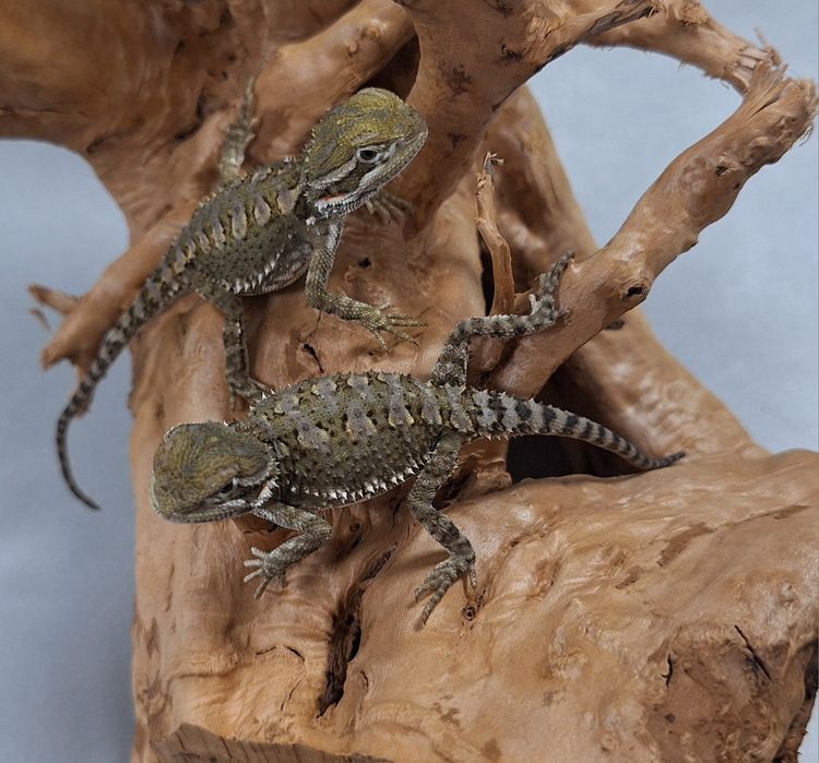Agama brodata młoda Wołomin