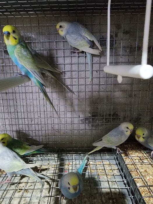 Piriquitos australianos arco íris 2026