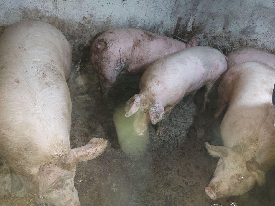 Продам  свині ..договірна 70 грн