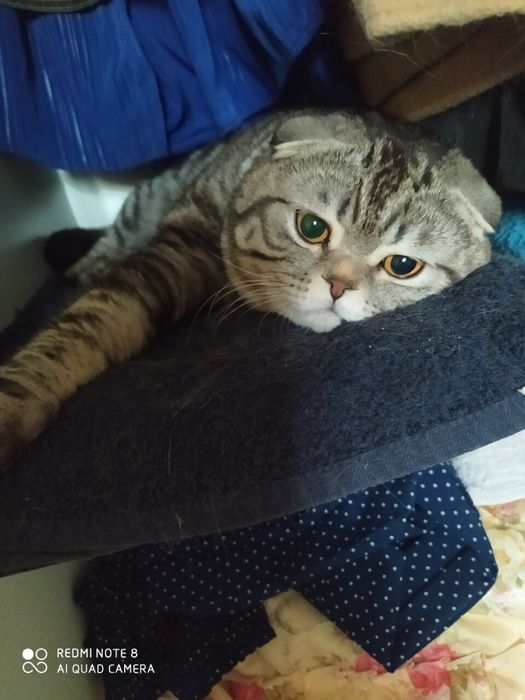 В’язка шотландський висловухий котик