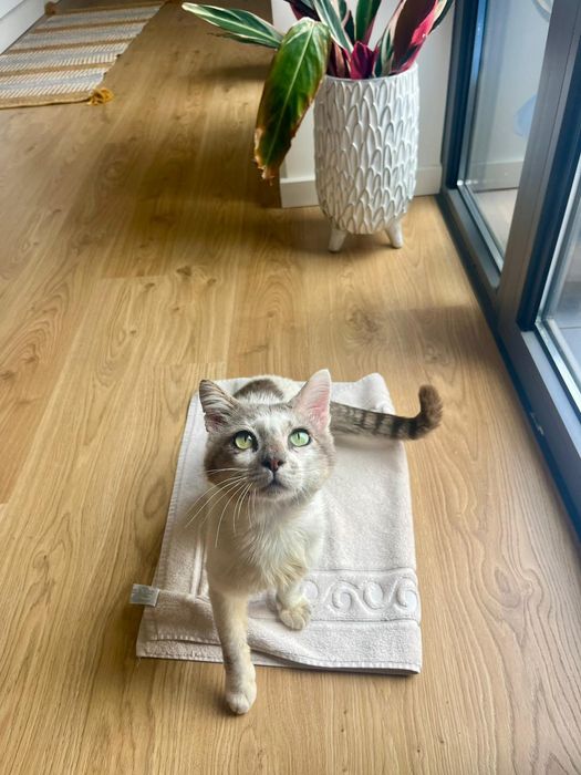 CASTRADO | Gato jovem e meigo disponível para Adoção Responsável