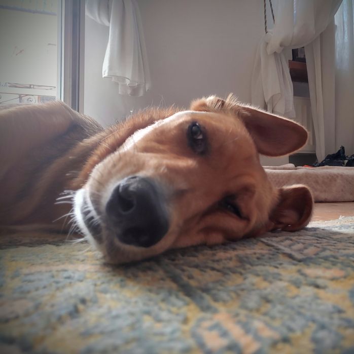 В добрые руки молодой крупный красавчик пёс