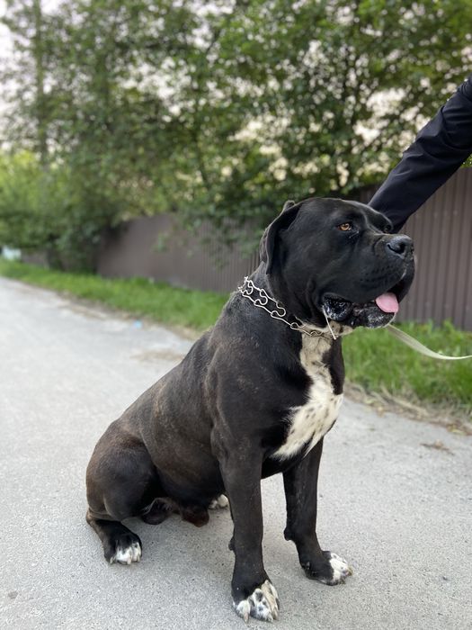 Вʼязка кобеля Кане корсо