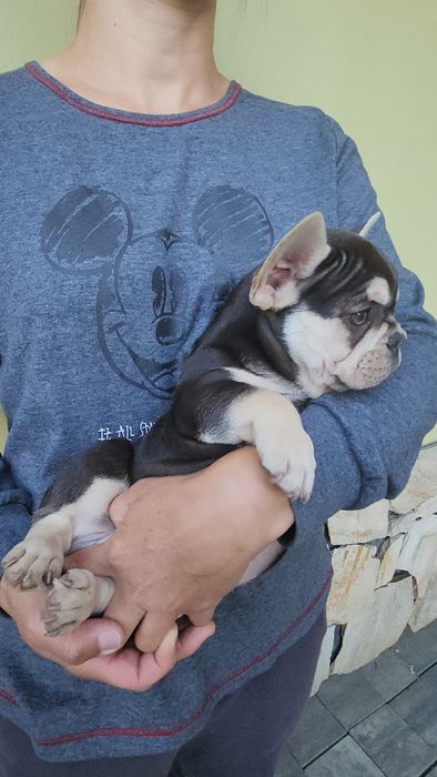 Buldog francuski. Piesek