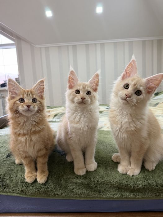 Кошенята Мейн Кун