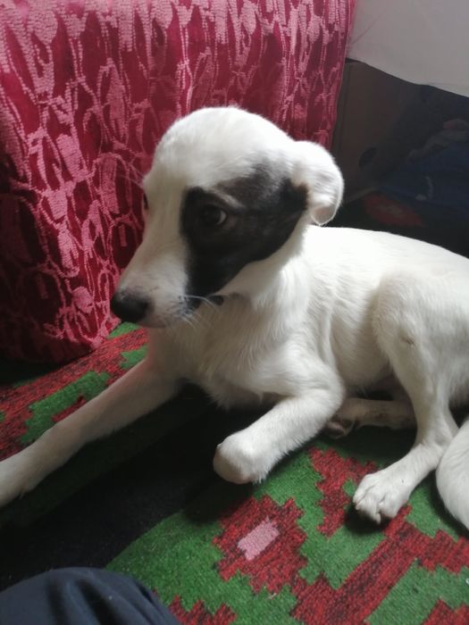 Цуценя в добрі руки