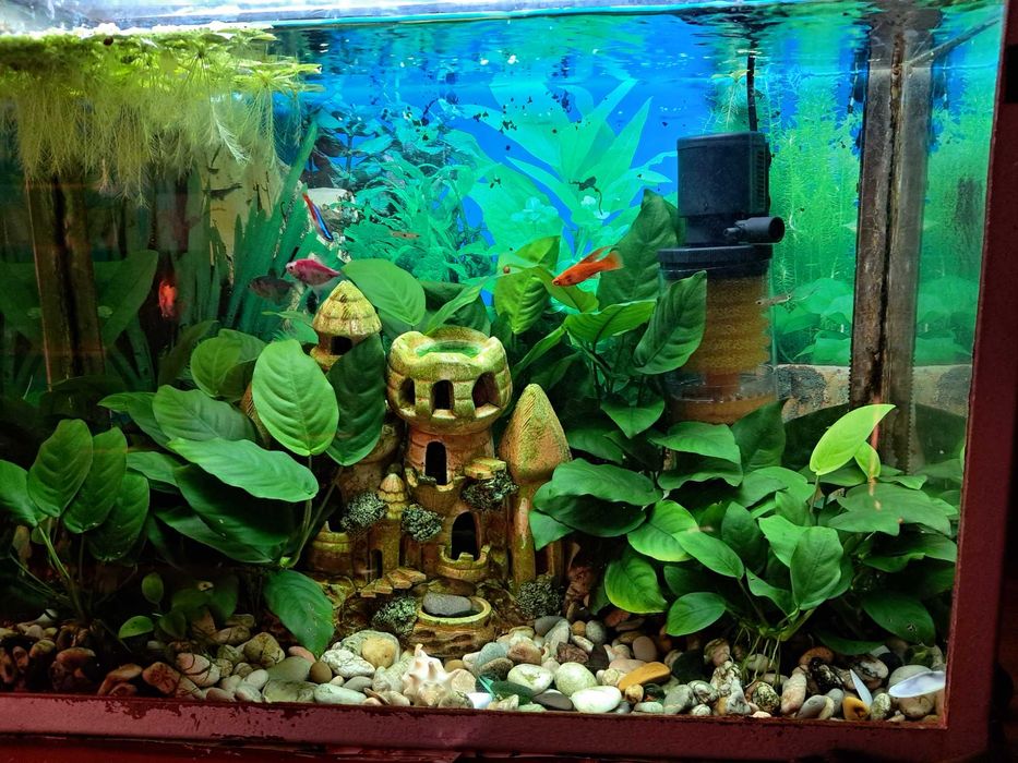 аквариумное растение Анубиас