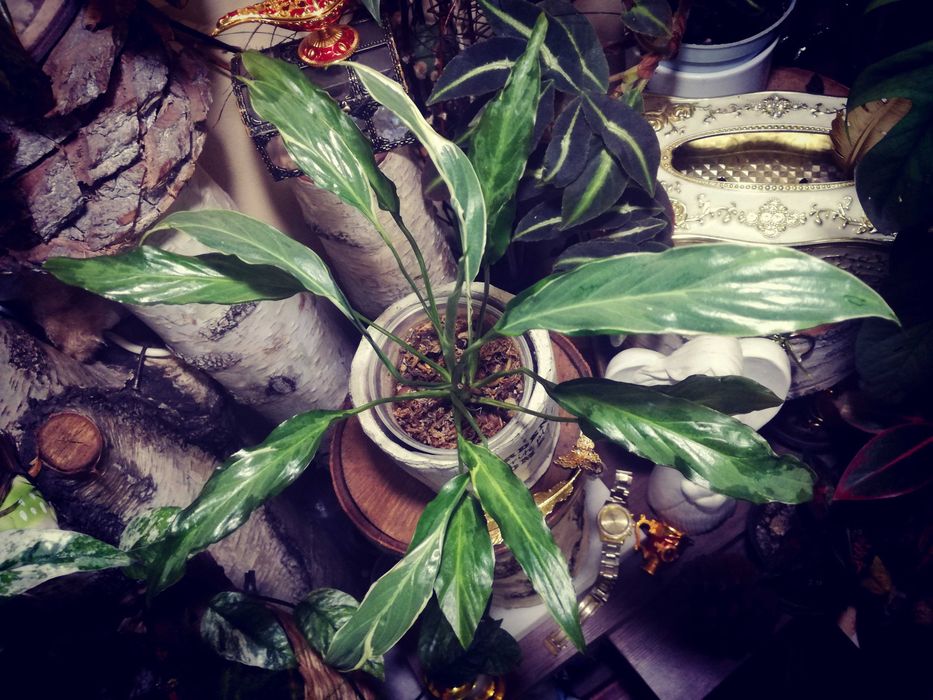 Spathiphyllum Indonesian Variegata Silver skrzydłokwiat monstera