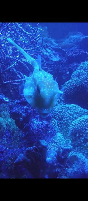 Ryba krówka akwarium morskie