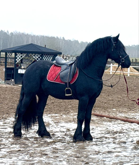 Ogier Fryzyjski - zaprzegany, przyjął siodło