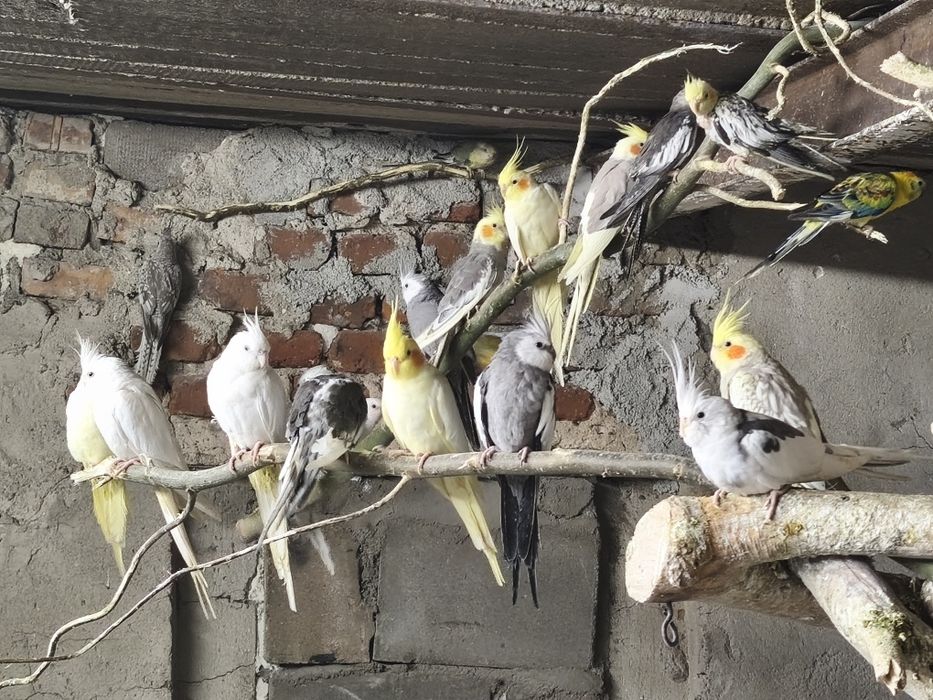 Nimfy pary lęgowe i młode