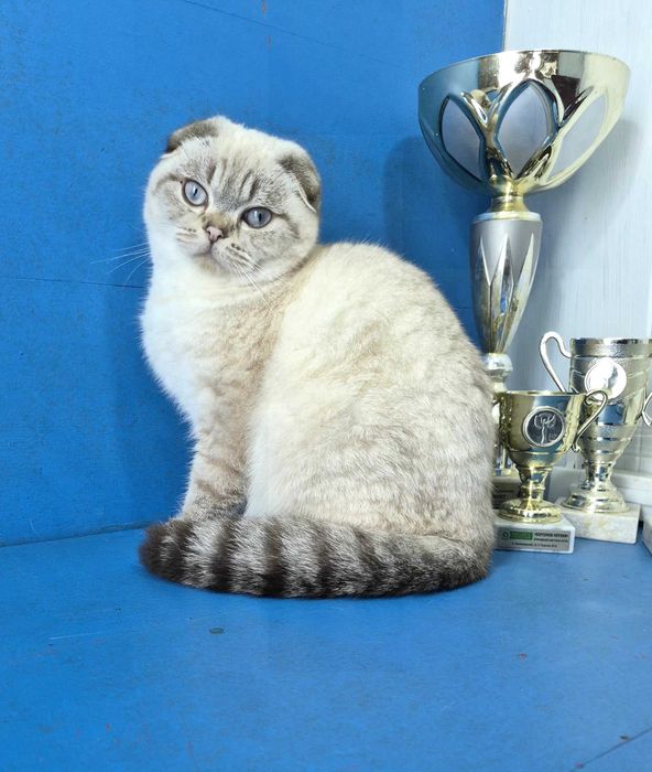 Шотландський красень в улюбленці