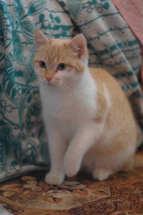 Котенок девочка персикрвая белая голубые глаза