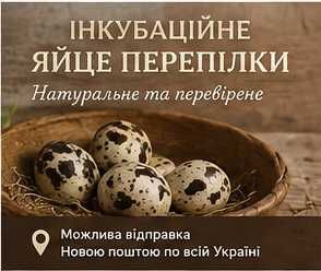 Інкубаційне яйце Техаської перепілки