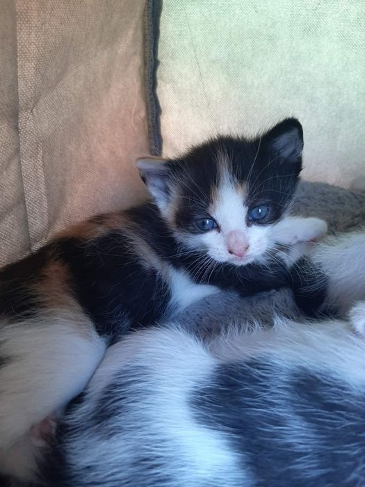 ZAREZERWOWANA Śliczna kotka do adopcji