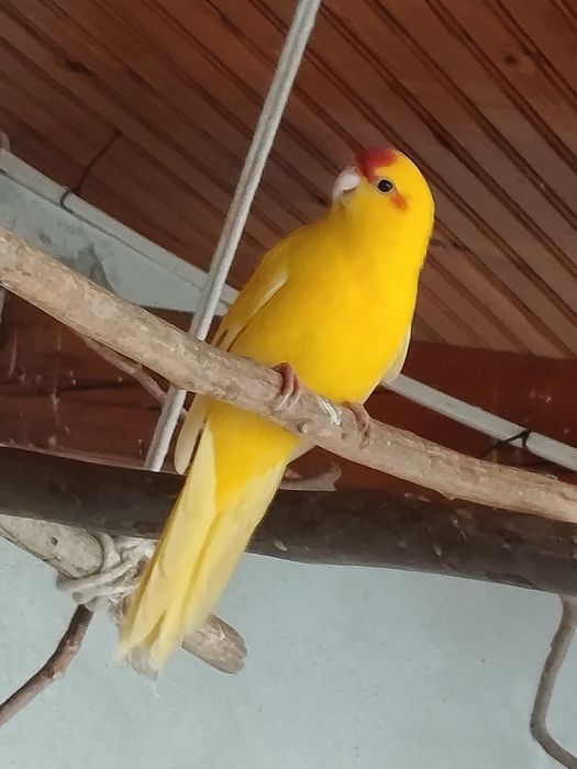 Kakarikis para venda