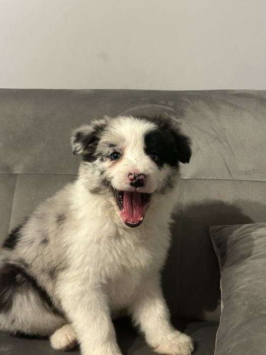 Piesek o niebieskich oczach Border Collie