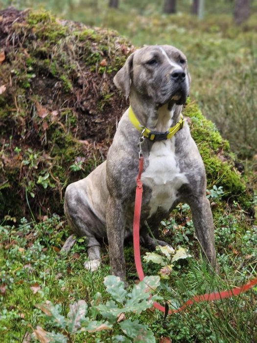 Suczka Około 3 lata