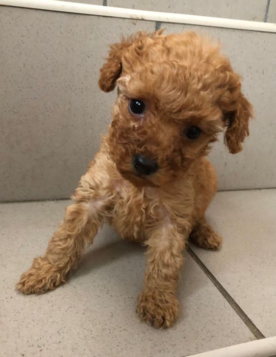 Девочки и мальчики той пудель