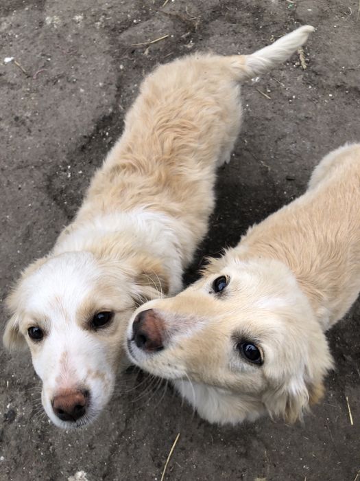 Відам в добрі руки