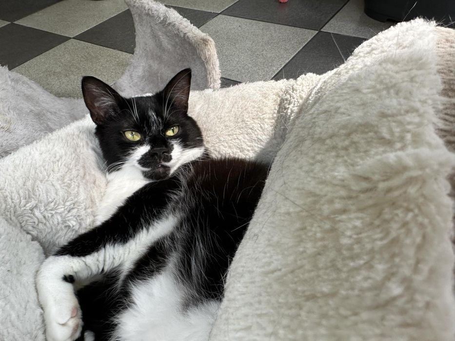 Моніка, кішка стерилізована, чудовий характер