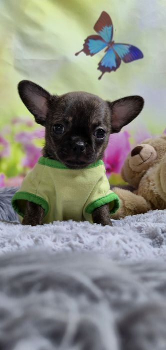 Wyjątkowy chłopczyk Chihuahua – krótkowłosy, pręgowany Brindle