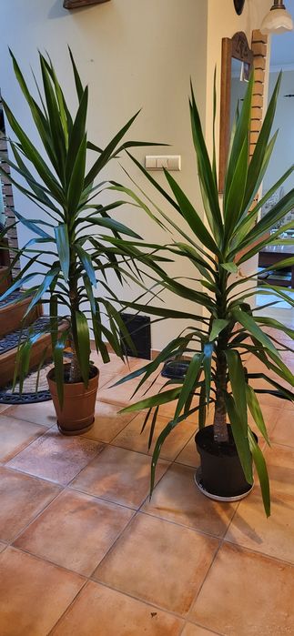 Juka, yucca domowa.