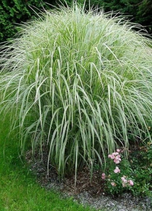 Trawa ozdobna Variegatus