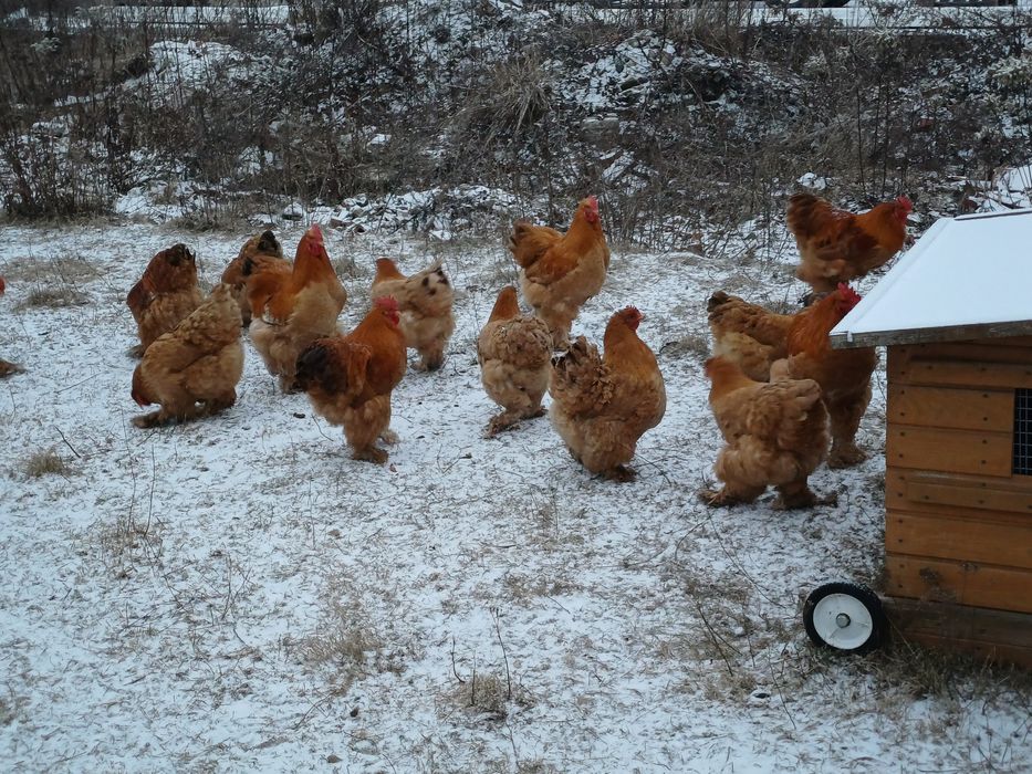Kochin olbrzymi kogut kury kurki