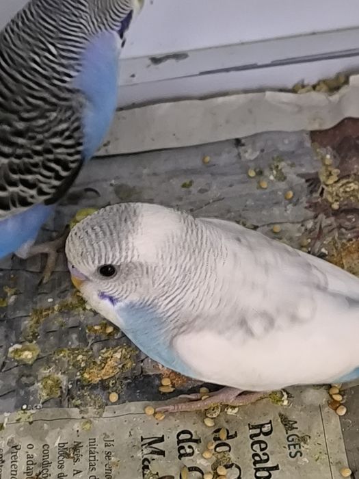 Periquitos  Australianos