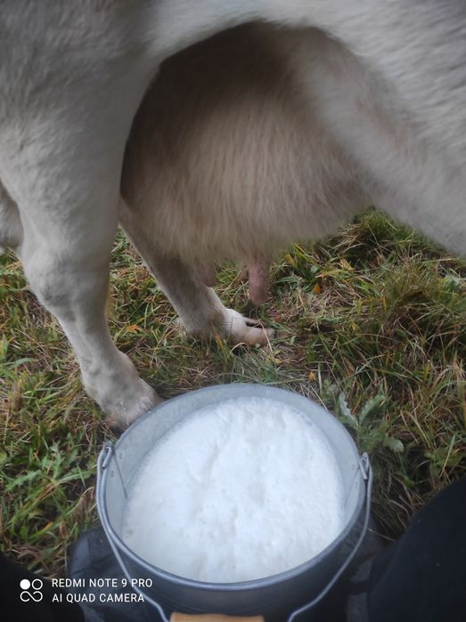 Mleko krowie ekologiczne